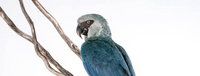 Spix&#039;s Macaw. Photo: Carola Radke (MfN Berlin)
