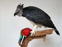 Harpy Eagle / Exhibition &quot;Ara&quot;. Photo: Carola Radke (MfN Berlin)
