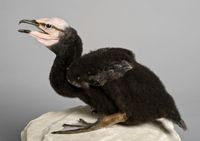 Little pied cormorant. Photo: Carola Radke (MfN Berlin)