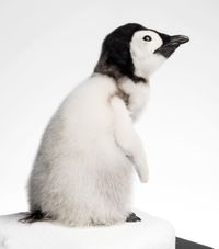 Emperor Penguin Chick. Photo: Carola Radke (MfN Berlin)